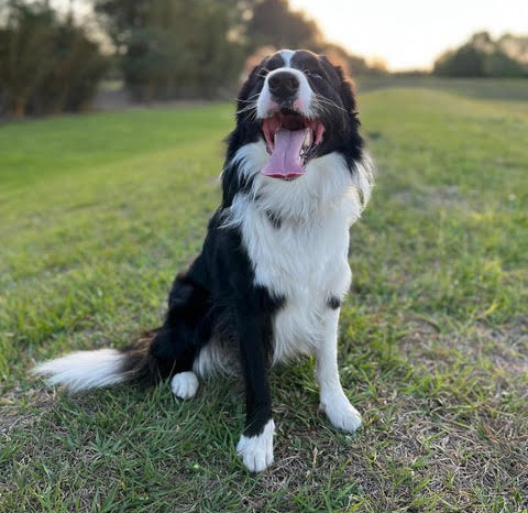 border collie sitting outside