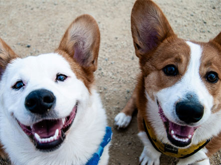 Two corgi dogs