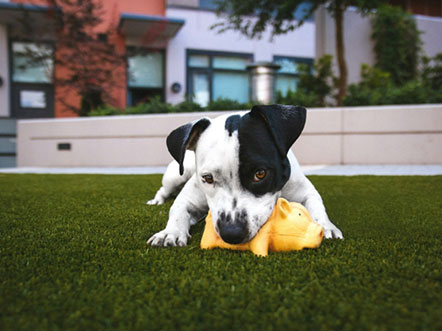 Dog chewing toy in yard