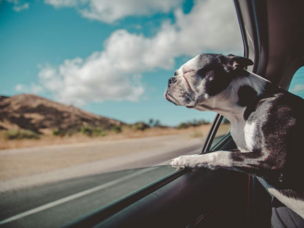 dog hanging his head out the window of a car