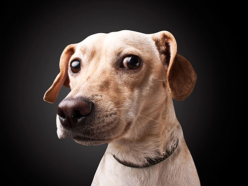 Labrador dog portrait