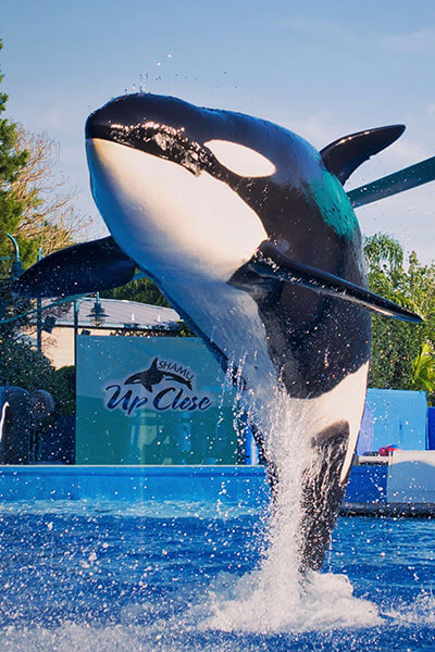 Orca jumping out of the water at Seaworld